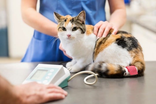 猫も高血圧になるって知ってた？目に見えない病気のリスクと、今できるチェック方法【獣医師執筆】