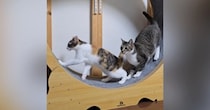 キャットホイールで遊ぶ猫たち→1匹が動き出したら…『まさかの展開』に爆笑の声「声出して笑ったｗ」「コントじゃんｗ」と21万再生