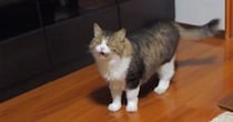 戸を開けて『部屋に入ってきた元ボス猫』→にゃ～にゃ～と鳴き始めると…可愛すぎる展開が30万再生「人間みたいな登場ｗ」「甘えん坊さん」