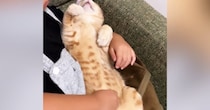 女の子の膝の上で『お腹を出してくつろいでいた猫』→顔を覗いてみると…尊すぎる『お昼寝中の光景』が34万再生「溶けてるｗ」「幸せそう」