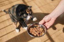 猫が『食べすぎた』ときに表れるサイン5選　放置すると危険？適切な対処法も解説