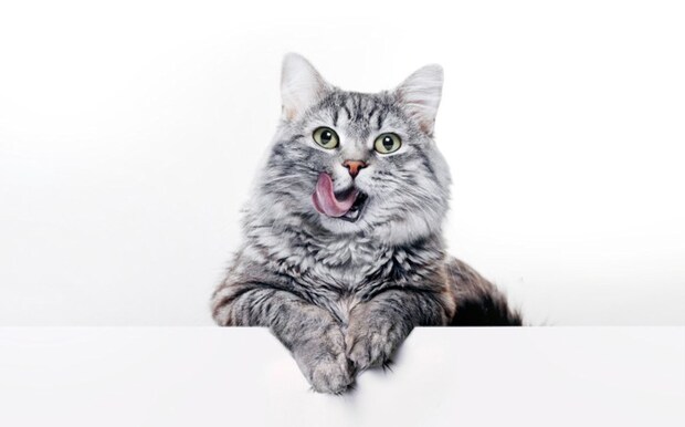 口の周りを舐めている猫