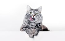 猫に与えてはいけない『身近な食べ物』5選　パンなどに潜むリスクや食べたときの対処法
