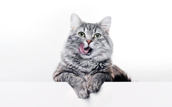 猫に与えてはいけない『身近な食べ物』5選　パンなどに潜むリスクや食べたときの対処法