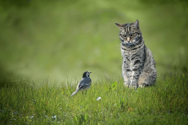 野鳥と対峙する猫