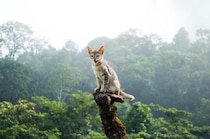 「山に住み着いた猫たち」を目当てに、登山客が増加中　一方で生態系の破壊への懸念も　韓国