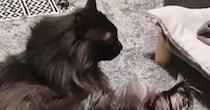 『足を伸ばして座っている猫』を見ていたら…突然すぎる『電池切れの瞬間』に「スイッチ切れたｗ」「カワイイｗ」と笑顔になる人が続出