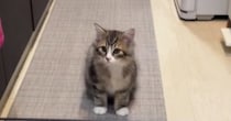 猫がキッチンに入れないよう『柵を設置したパパ』→『高さ』を見ると…まさかの光景が192万再生「パパ可愛いｗ」「なめてるねｗ」と大爆笑