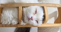暑い日、『猫たちの過ごし方』を見てみると→キャットタワーの上で…まさかの光景に「見事にハマってるｗ」「電車で見ちゃったｗ」と７万いいね