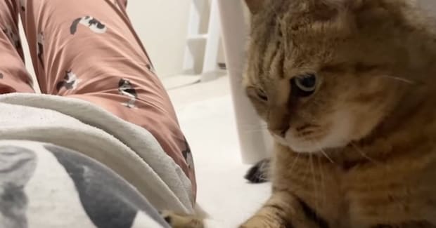 ママが帰宅してくつろぎ始めると、猫が近づいてきて……『可愛すぎる行動』に癒される人が続出「うらやましい」「ほのぼの癒された」