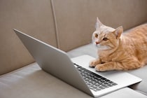 猫の『知能レベル』に関する知識5つ　人に例えると何歳？長けている能力もご紹介