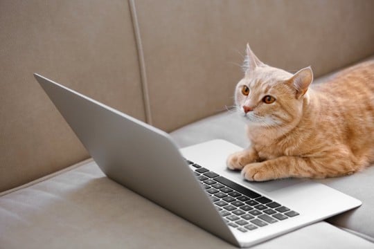猫の『知能レベル』に関する知識5つ　人に例えると何歳？長けている能力もご紹介