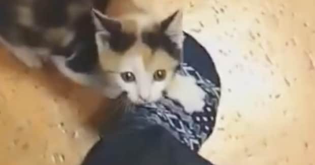 今じゃ『抱っこ』もさせてもらえないけど…子猫時代の『可愛すぎる行動』に癒される人が続出「登頂成功にゃｗ」「存在自体が尊い」と10万表示