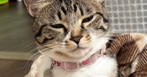 『爆睡していた猫』→頭を見ると、『まさかの寝癖』がついていて……尊すぎる瞬間に「おおおっ立派」「表情もかわいいｗ」と反響