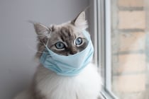 猫が発症する『伝染性腹膜炎（FIP）』とは？原因や表れる症状、最新の治療法まで解説