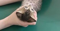 生後2か月の子猫を動物病院に連れて行った結果…『診察中の様子』に笑ってしまうと反響「かわいすぎるｗｗ」「めんごいなぁ」