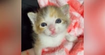 とっても小さな赤ちゃん猫が成長した結果…生後1週間から現在までの『成長記録』に「ずーっとかわいい」「2週間目がやばい」と悶絶の声