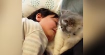 くつろぐ猫→男の子が『猫吸い』をしにやって来ると…可愛すぎる『触れ合いの様子』が25万再生「大好きが伝わってほっこり」「癒ししかない」