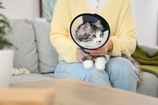 猫に『脱毛』がみられるときの原因6つ　病気の可能性や取るべき対処法も解説