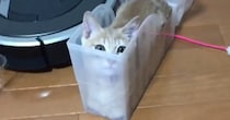 透明のケースに入る子猫→体勢を変えていくうちに…とんでもない『変顔になる瞬間』に「腹筋崩壊したｗ」「可愛すぎるｗ」と爆笑の声続出