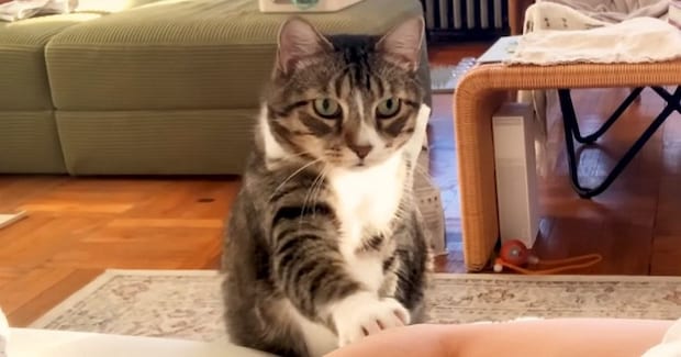 朝ごはんの時間になっても起きてこない飼い主に、猫が…とんでもなく優しい『起こし方』が44万再生「なんて立派な紳士」「本当に素敵」＜海外＞