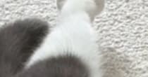 『猫の足』を見たら、『お花のような形』になっていて…たまらなく可愛い瞬間に３万いいね「ペシペシされたい」「けしからん」と悶絶の声