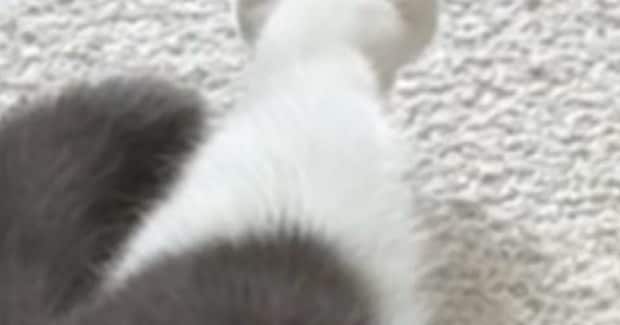 『猫の足』を見たら、『お花のような形』になっていて…たまらなく可愛い瞬間に３万いいね「ペシペシされたい」「けしからん」と悶絶の声