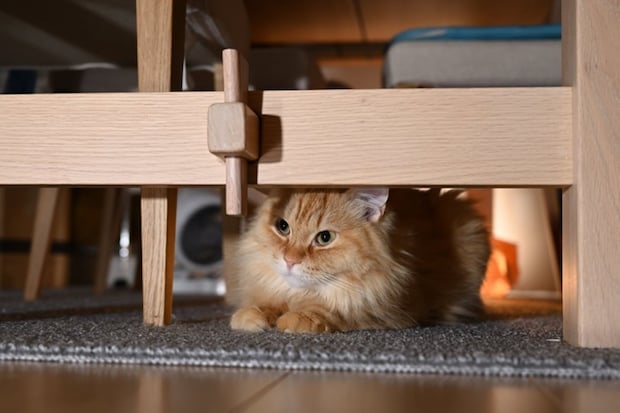 隠れる猫