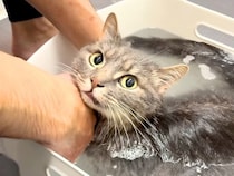 お風呂に入れようとしたら、鳴いて助けを求める猫→シャンプーを始めると…驚きの『態度の変化』が59万再生「偉い子」「かわいい表情」
