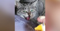 押入れの中にいる『元野良猫』→おやつをあげると…繰り返される『ツンデレ行動』に爆笑「合いの手？ｗ」「ルーティン化してるｗ」と38万再生