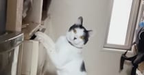 タンスを漁っていた猫→飼い主と目が合った次の瞬間…『まさかの展開』に「声出ちゃったｗ」「マンガみたいｗ」と笑ってしまう人が続出