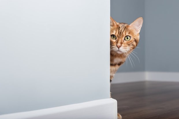 のぞく猫