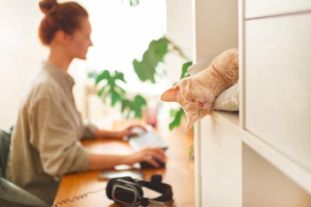 パソコン作業の女性と猫