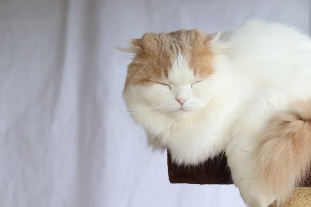 目を瞑る猫