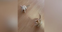『ニャオー』と鳴いていた兄猫→となりにいた『妹猫の鳴き声』を聞くと…尊すぎる瞬間が22万再生「おチビ特有のやつｗ」「何回も聞いたｗ」