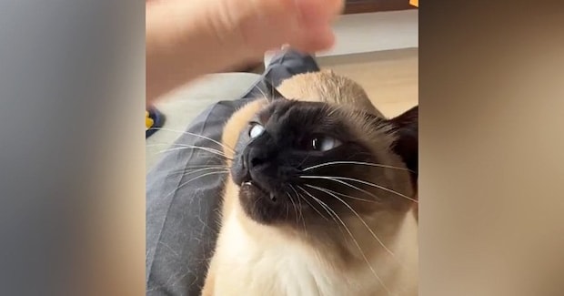 膝の上に乗る猫→頭をなでられると、『表情が変化』して……可愛すぎる反応に２万いいね「お口がもうたまらない」「臨戦態勢だったｗ」