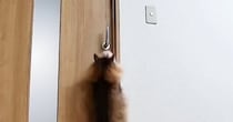猫が開けられないように『ドアノブを縦向き』にした結果…ペットカメラが捉えた『驚きの瞬間』に「IQ200くらいありそう」「笑ったｗ」
