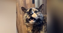 18歳の猫に『にゃんにゃん』と声をかけてみると…次の瞬間→思わず感動の『賢すぎる反応』に「天才じゃん」「おーって言っちゃったｗ」の声