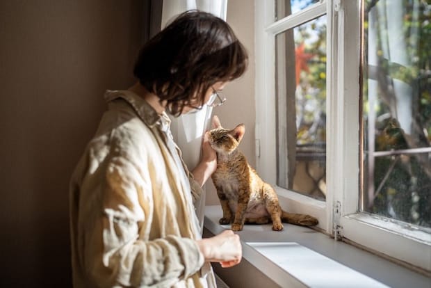 窓辺に座る猫を撫でる飼い主