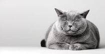 猫の『顔つき』が生活環境で変わる要因3つ　なぜ変化するの？いい表情に育てる秘訣も