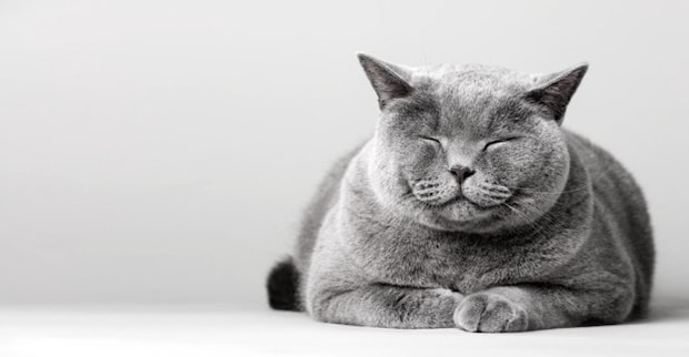 猫の『顔つき』が生活環境で変わる要因3つ　なぜ変化するの？いい表情に育てる秘訣も