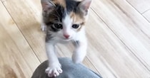 『ごはんの時間』になると、子猫がそわそわし始めて……愛おしい光景に「必死感が可愛すぎるｗ」「見ているだけで癒される」と９万再生