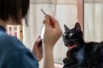 猫が口にすると危険な『飼い主が使うケア用品』6選　体に与える影響やトラブルを防ぐ対策方法