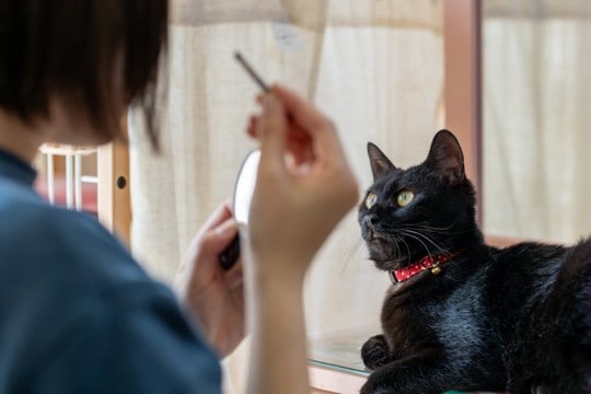 猫が口にすると危険な『飼い主が使うケア用品』6選　体に与える影響やトラブルを防ぐ対策方法