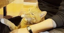 姉が遊びに来たら、恥ずかしがり屋な猫が…反則級に可愛い『まさかの行動』に「罪作りなにゃんこだなぁw」「沼にハマってさぁ大変」と反響