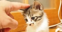 『寂しげな表情をしていた子猫』を撫でてあげると…たまらなく可愛い反応が82万再生「すごいニヤけちゃった」「癒されますなぁ」