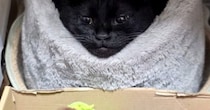 『ベッドでくつろぐ黒猫』を見たら→驚くレベルで『綺麗な形』になっていて…『まさかの光景』に３万いいね「お見事ｗ」「ジワジワきたｗ」