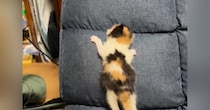 まだ目も開いていない赤ちゃん猫が『椅子の背もたれ』で…思わず応援したくなる光景が10万再生「しっぽがたまらん」「めっちゃ可愛い」