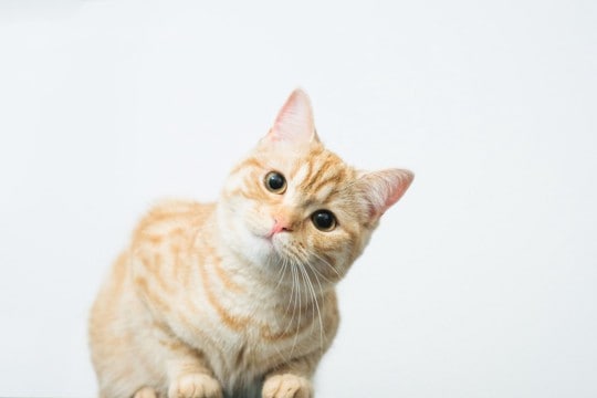 猫が『首をかしげる』仕草をする理由3つ　可愛らしい行動の意味とは？病気の可能性まで解説