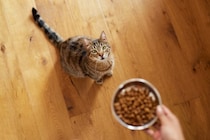 食事療法だけでは改善しない？猫の『難治性腸疾患』新たな治療の可能性と研究結果を獣医が解説